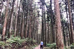 橡木家具怎么选?纹理、稳定性与日常使用注意事项